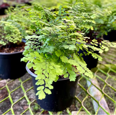4" Fern Maidenhair Fritz Luthi